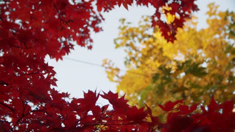 Stunning 4k slow motion focus pull of leaves from a tree in the colors of the fall : autumn in red, yellow and orange