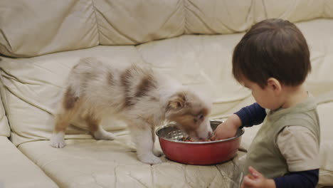 funny two-year-old boy feeding a puppy