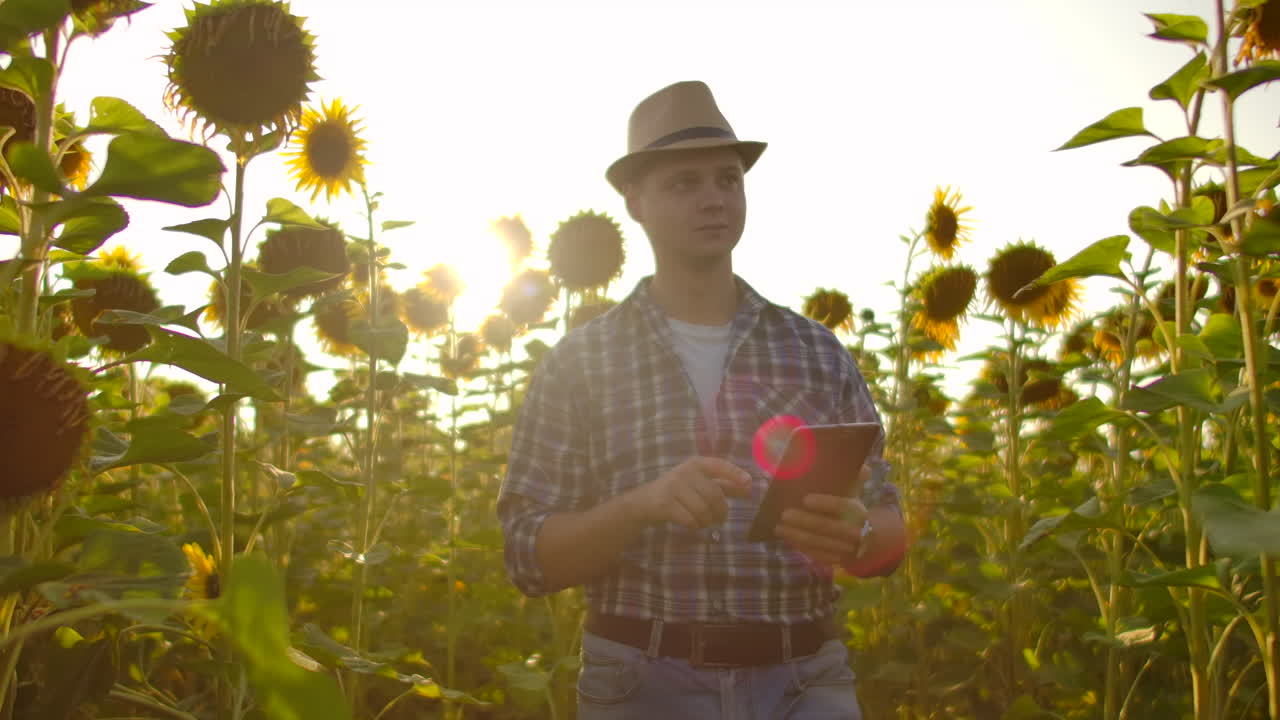 el agricultor utiliza la tecnología moderna en el campo. un hombre con un sombrero entra en un campo de girasoles al atardecer sosteniendo una tableta mira las plantas y presiona la pantalla con los dedos. cámara lenta