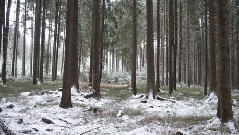 still shot of forest with snow in winter