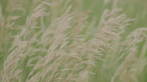 Boulder-Colorado-Native-Grasses,-Plants-in-Boulder-Colorado-Summer-Season