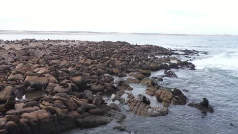 Grupo-De-Leones-Marinos-En-Una-Isla-Rocosa,-Cabo-Polonia,-Uruguay