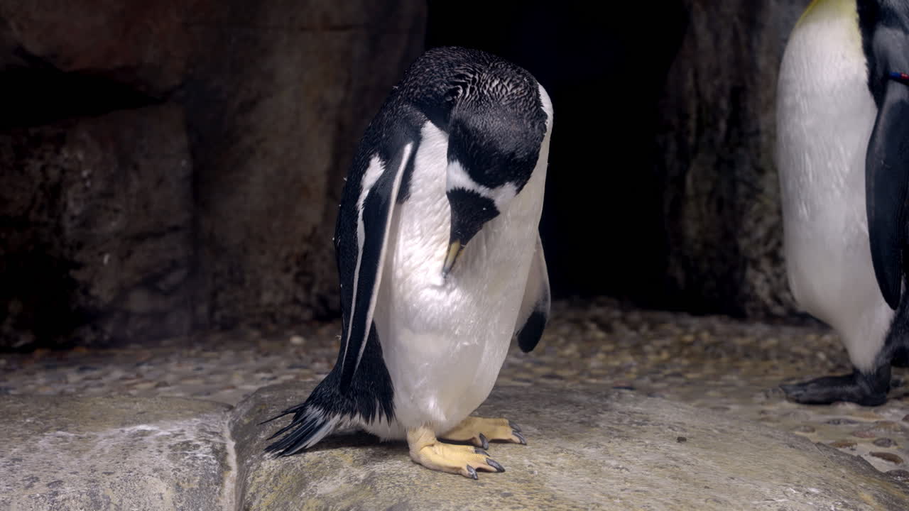 pingüino papúa con plumas mojadas acicalándose en el acuario umino-mori en sendai, japón