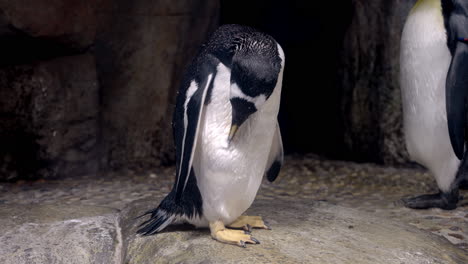 gentoo penguin with wet feathers grooming itself at the umino-mori aquarium in sendai, japan