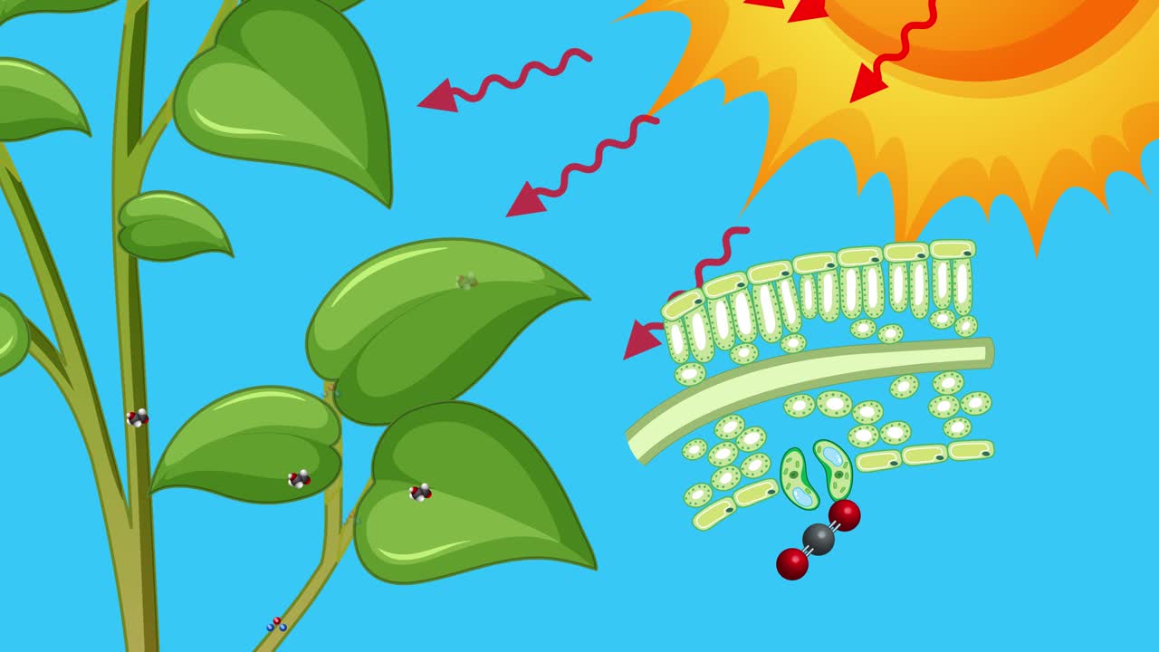 Ilustração da fotossíntese em folhas de plantas