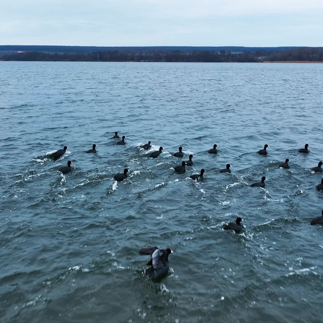 Black ducks with white beaks take off from water and then descend again. Scared birds trying to fly away from drone shooting them. Waterfront with trees backdrop
