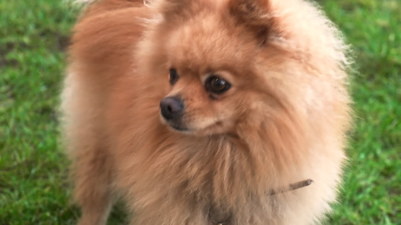 A pomeranian with yellow fur on the grass looking from one side to another