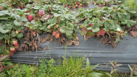 Escena-De-Frutas-En-Descomposición-Fallidas-En-Los-Cultivos-De-Fresas-Del-Jardín-En-Montículos-Elevados