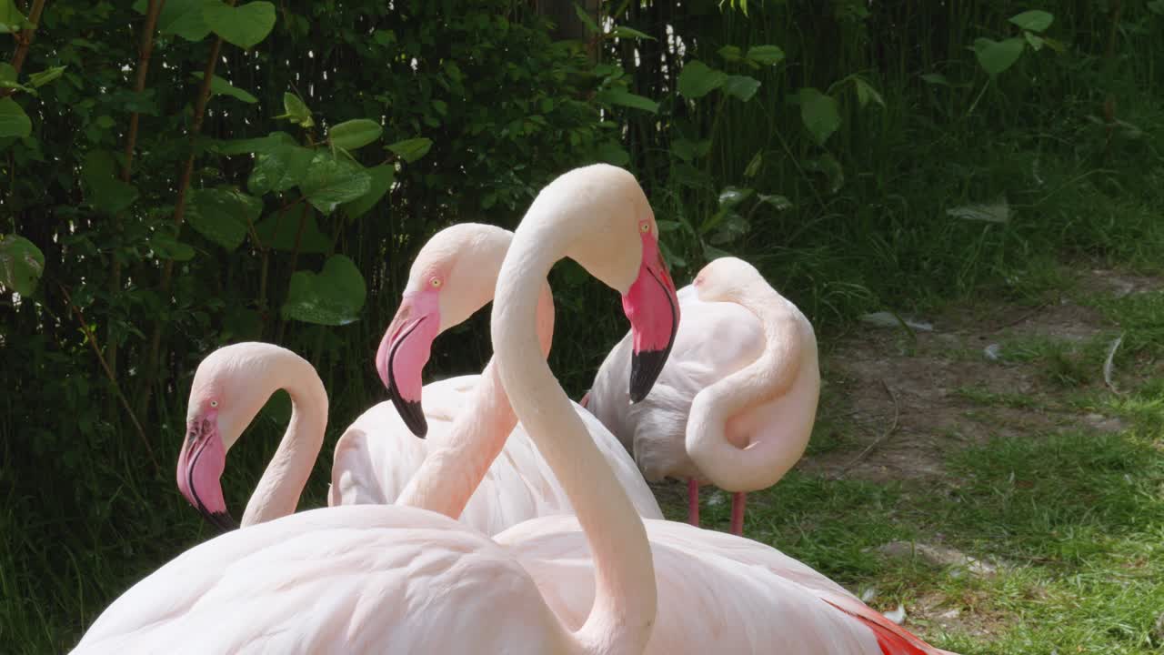 초록색 잔디에  ⁇ 고 있는 우아한 분홍색 플라밍고의 그룹