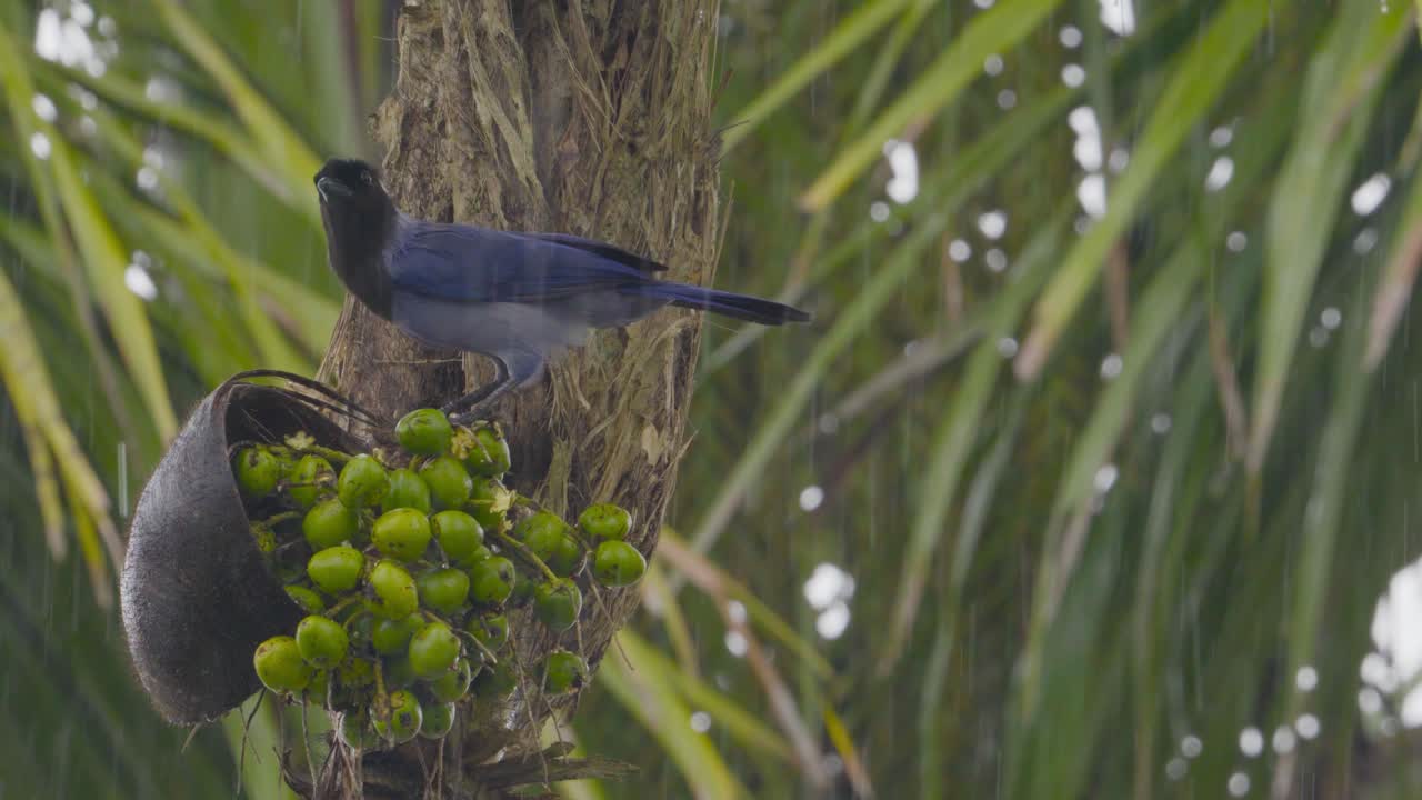 A bird feeds on ripe palm fruits in the Amazon rainforest, showcasing the rich biodiversity and natural interactions of this tropical ecosystem.