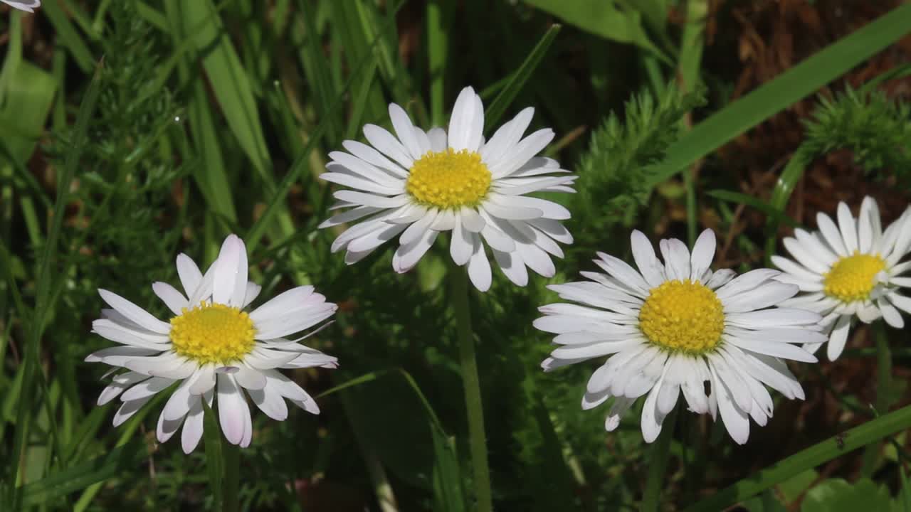 Closeup o fCommon Daisy Flowers, Bellis perennis . Spring. England. UK
