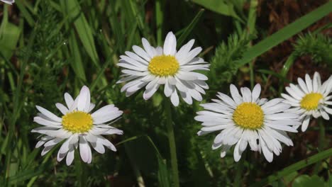 closeup o fcommon daisy flowers, bellis perennis . spring. england. uk