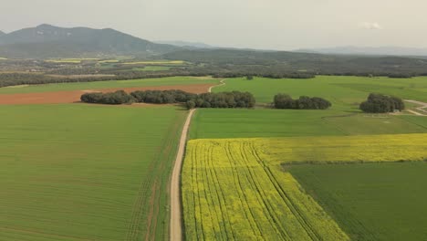 Imágenes-Aéreas-En-La-Garrotxa-Girona-Besalú-Banyoles,-Cultivos-De-Colza-Vuelo-Con-Un-Dron-Deslizándose-Suavemente-Hacia-La-Izquierda