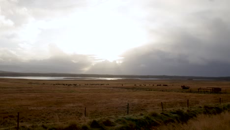 wide pan of icelandic horse fields