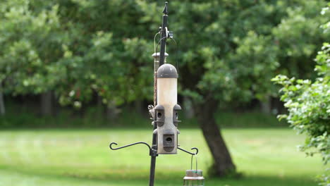 small bird feeding from bird feeder