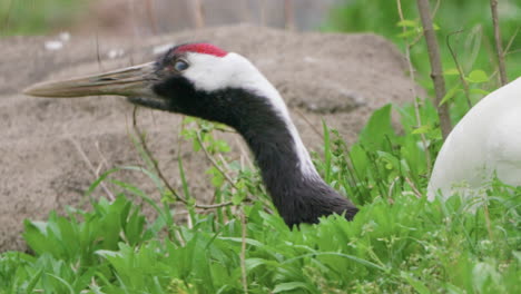 Pájaro-Grulla-De-Corona-Roja-En-La-Hierba