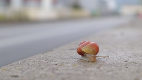 Tiny-snail-braving-the-street-on-concrete-wall-next-to-a-road-with-traffic,-moving-sped-up,-medium-close-up-still-shot