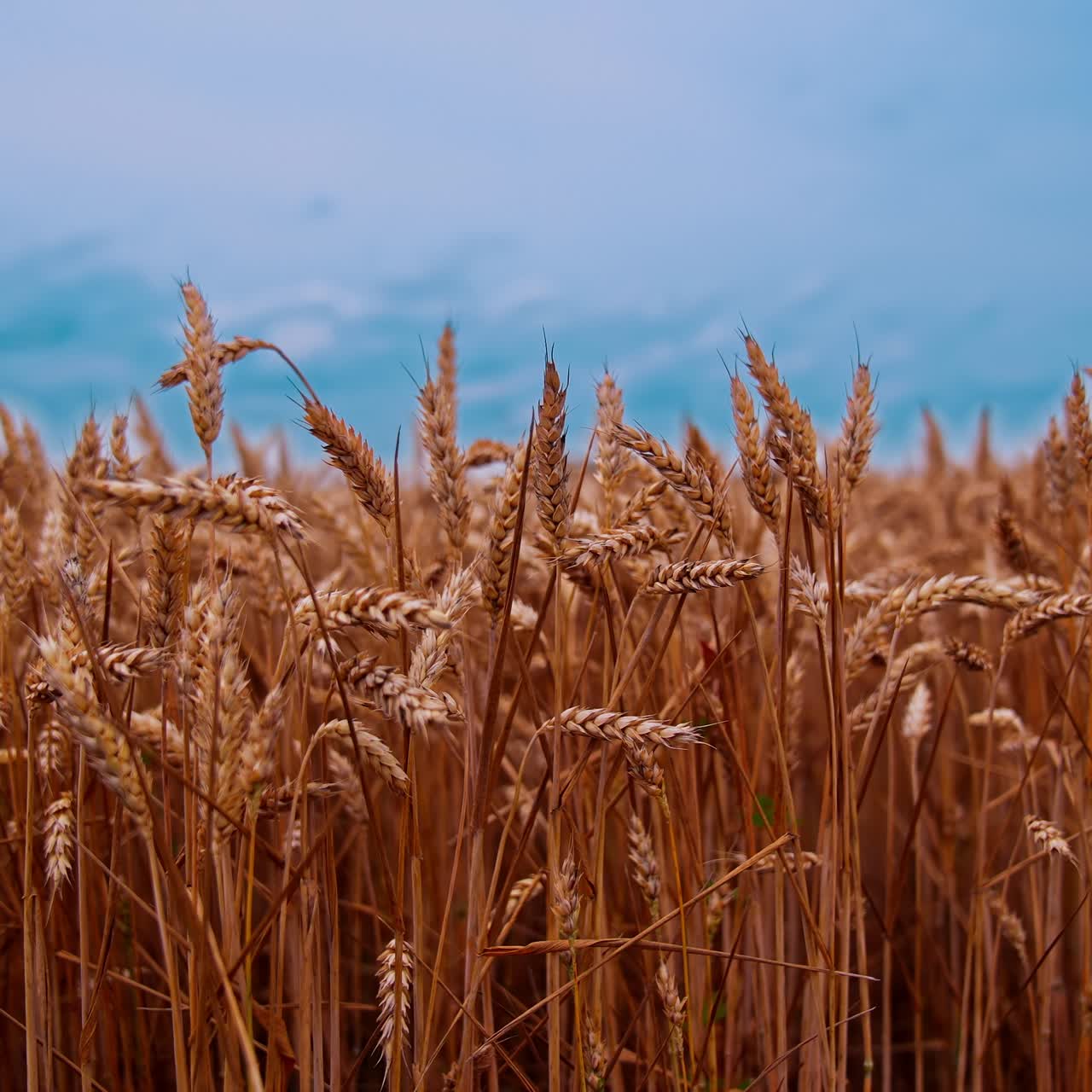 Ripe wheat field under blue sky. Ears of wheat swaying in wind. Agricultural plants at harvest season. Harvest and harvesting concept