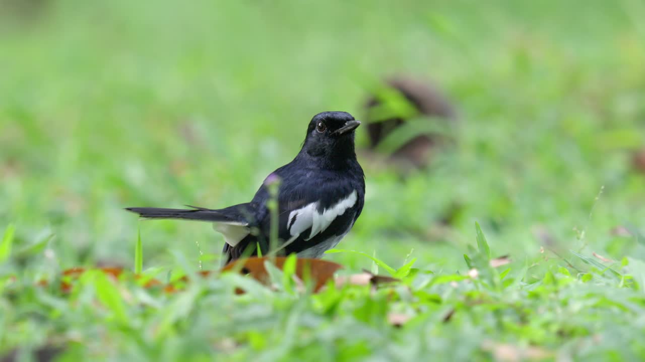 Oriental Magpie Robin On Green Grassy Ground. Selective Focus Shot