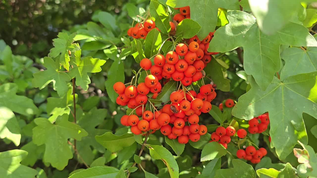 Firethorn (Pyracantha) with red berries moving in the wind