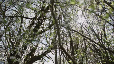 Wide-shot-looking-up-at-a-forest-of-tree-branches-with-white-cherry-blossom,-bright-sunlight