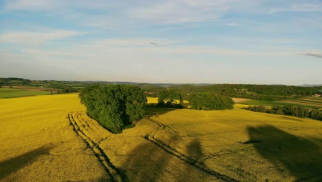 Blühendes-Rapsfeld-In-Polen-Während-Des-Sonnenuntergangs