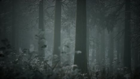 Bosque-Cubierto-De-Nieve-De-Invierno-En-Un-Día-Nublado