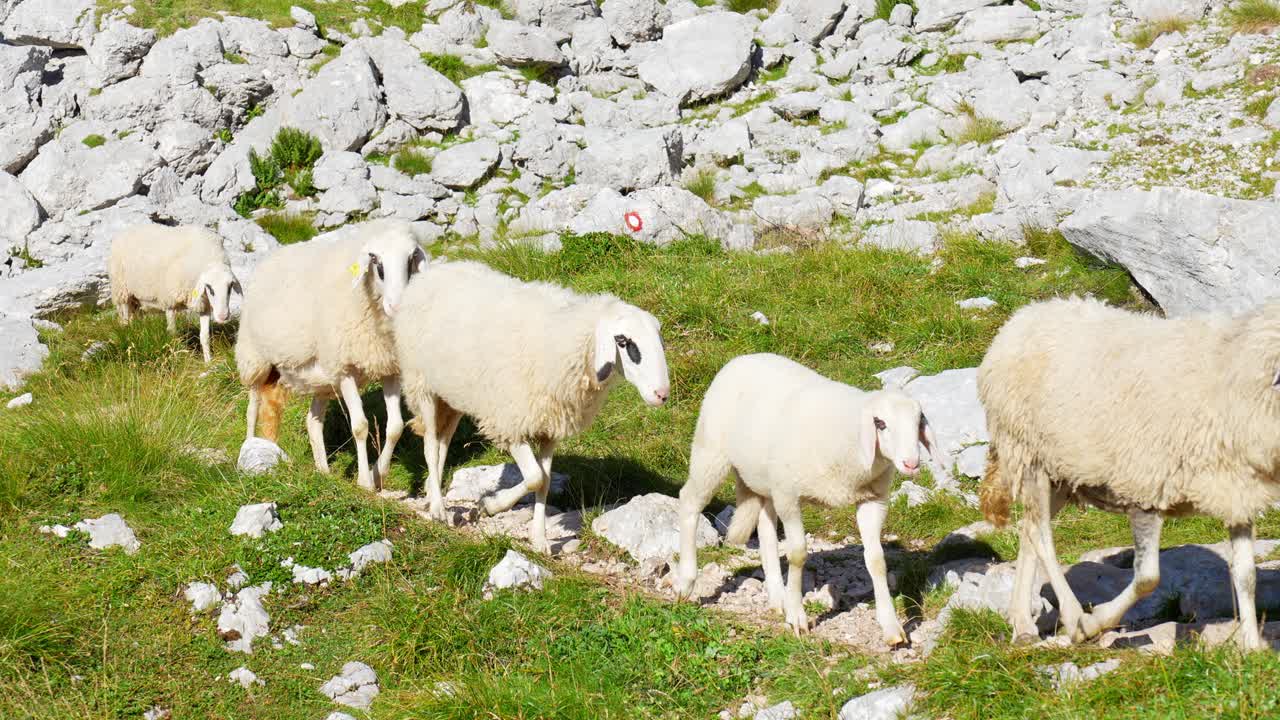 Får som rör sig långsamt längs en stenig bergstig omgiven av gräs och stenar