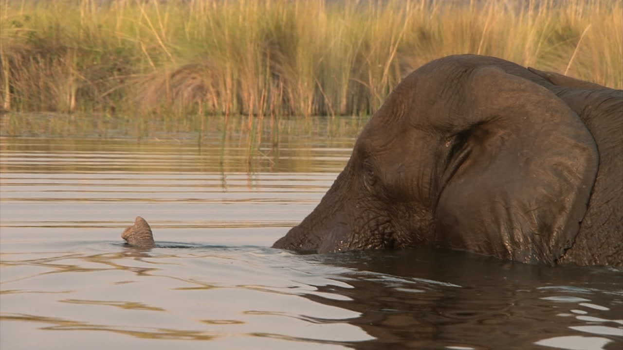 male African elephant in water, head completely wet, using trunk as snorkel, close-up shot of head, side view, reed in background