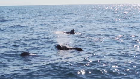 lateral shot of three pilot whales breathing in tarifa, gibraltar, spain, backlight slowmotion