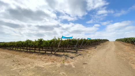 Conduciendo-Por-La-Plantación-En-Un-Viñedo-Ecuatoriano-En-Un-Día-Soleado-1