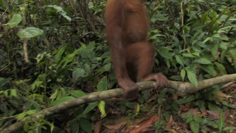 Orangután,-Pongo-Abelli-Orangután-Desde-Sus-Extremidades-Trepa-Por-Las-Ramas-Hasta-Desaparecer-En-La-Espesura-De-La-Selva-Tropical