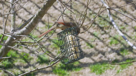 Cardenal-Del-Norte-Hembra-Comiendo-En-Un-Comedero-Para-Pájaros-Sebo-Durante-El-Invierno-Tardío-En-Carolina-Del-Sur