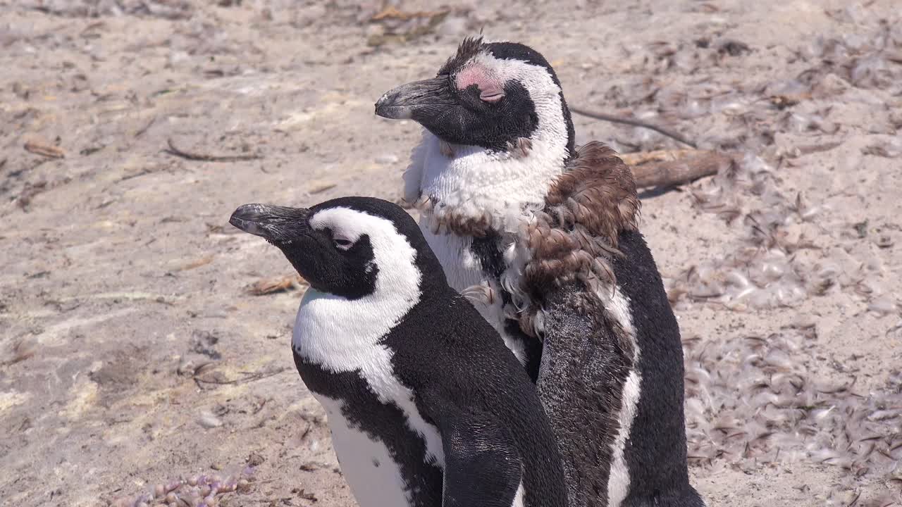 Des manchots du Cap prennent un bain de soleil sur une plage au Cap de Bonne-Espérance, en Afrique du Sud 1.