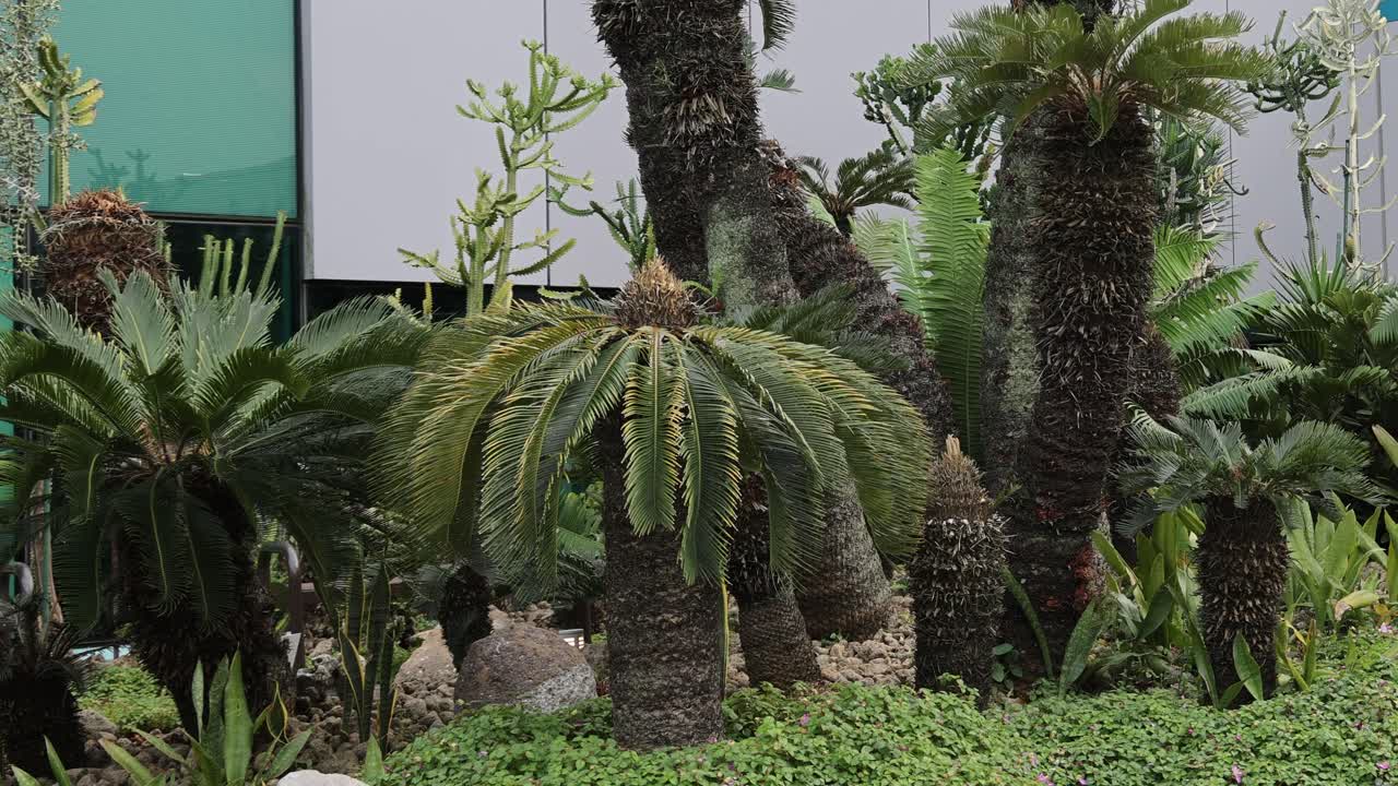 열대 식물과 나무의 빠른 성장.