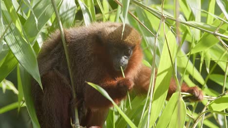 Dusky-titi-monkey-chewing-green-branch-looking-towards-camera---tripod-medium