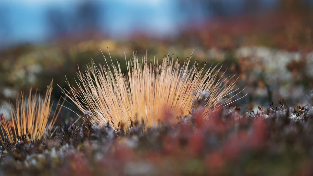 un primer plano del liquen esponjoso en el suelo de la tundra