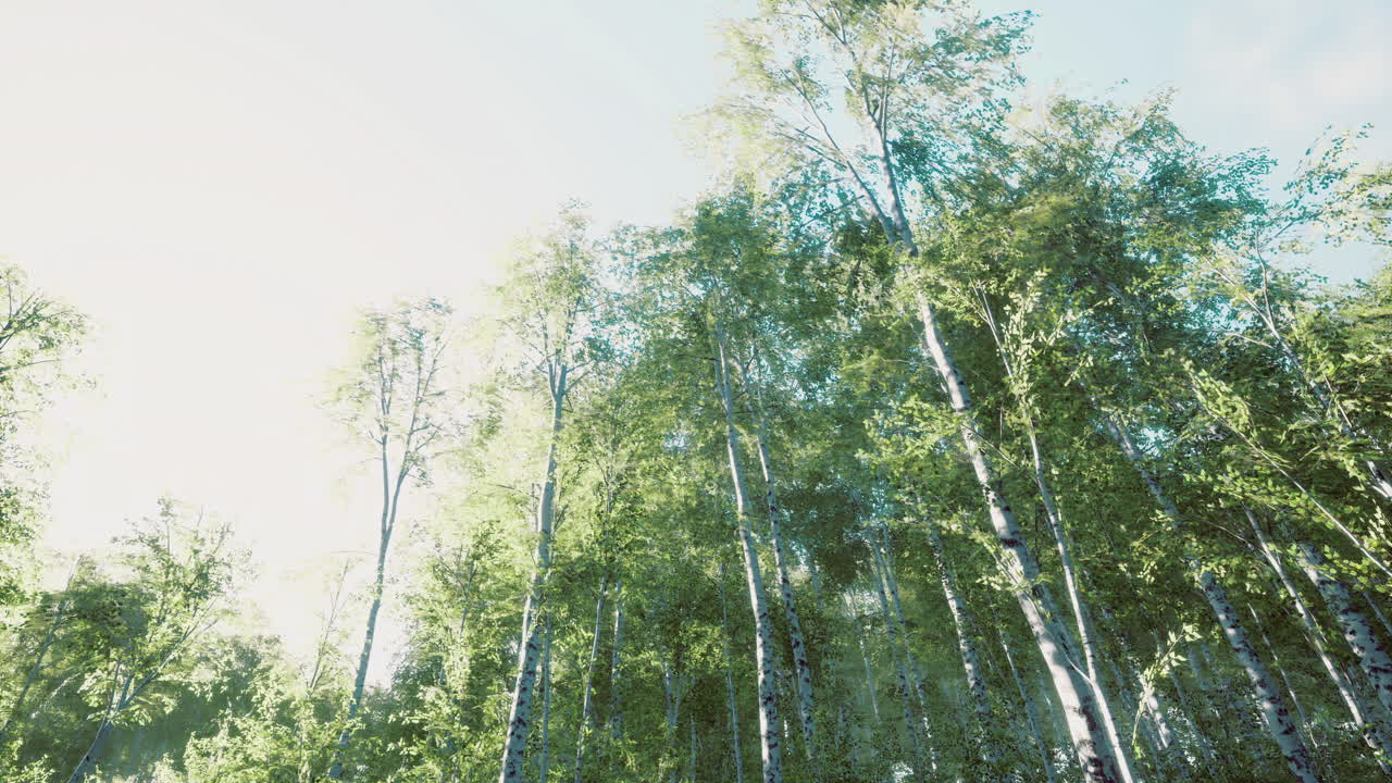 Lush green trees bask in warm sunlight at scenic forest location