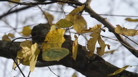 yellow, dry leaves on a tree at fall