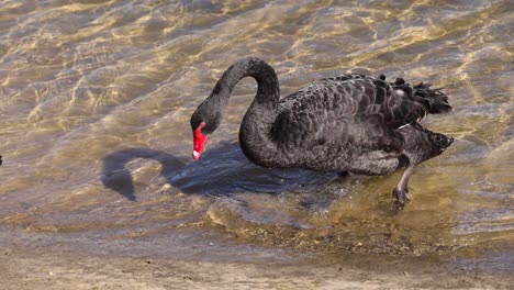 black swan wading and drinking in canal