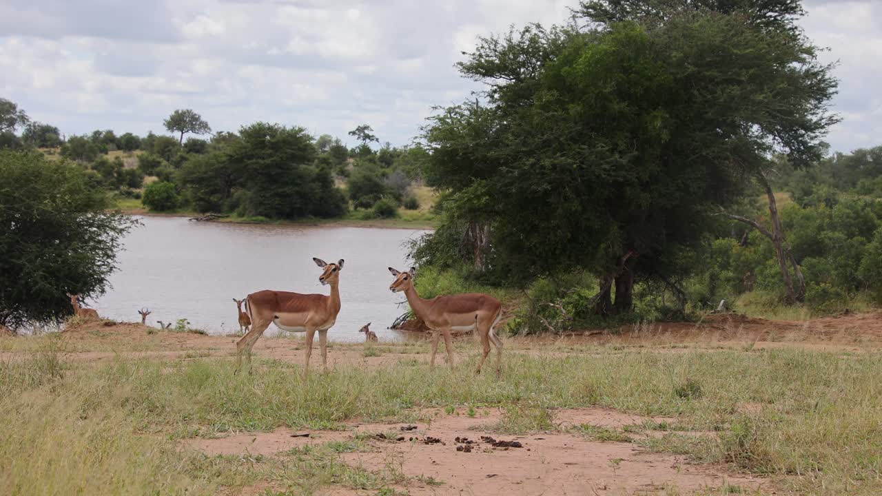 Wide shot of Impala looking alert and nervous around dam in Kruger National Park