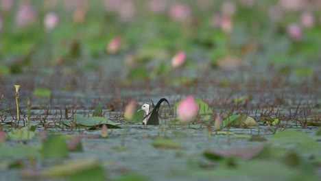 Mattentanz-Der-Fasanenschwanz-Jacana