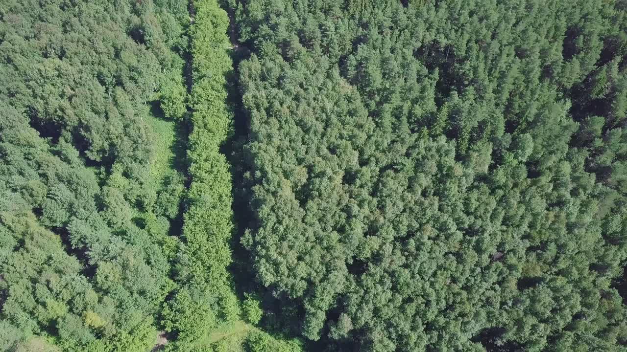 vista aérea de un bosque con un camino