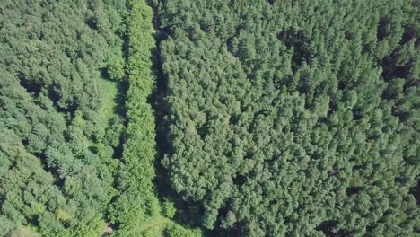 aerial view of a forest with a path