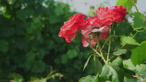 Rosen-Auf-Einem-Weinberg-In-Werder-In-Brandenburg