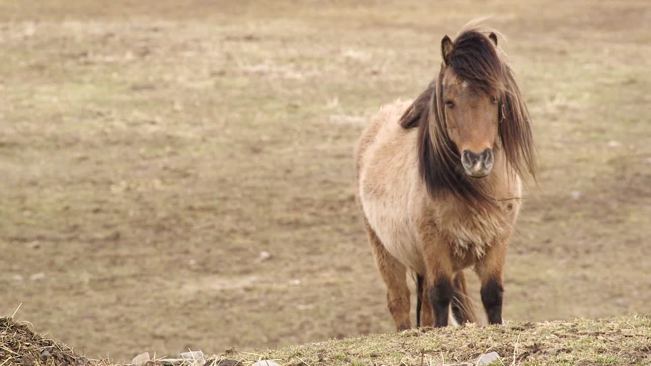 un caballo marrón en miniatura con cabello castaño se para en una brisa ligera que sopla suavemente el cabello largo en una granja del norte del estado de nueva york