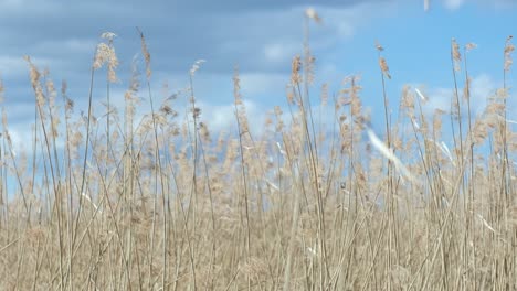 pampas grass on wind. dry beige reed. soft focus. beautiful autumn pampas grass flower swaying. abstract natural video. pampas grass on wind. dry beige reed. pastel neutral colors. earth tones.