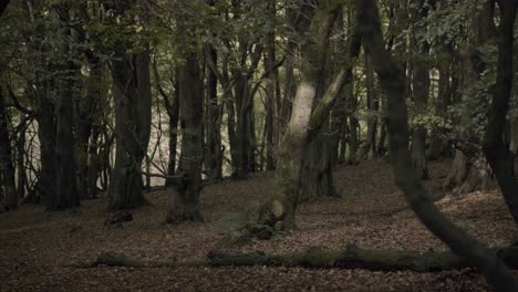 an autumnal forest in north west england with yellow leaves and trees