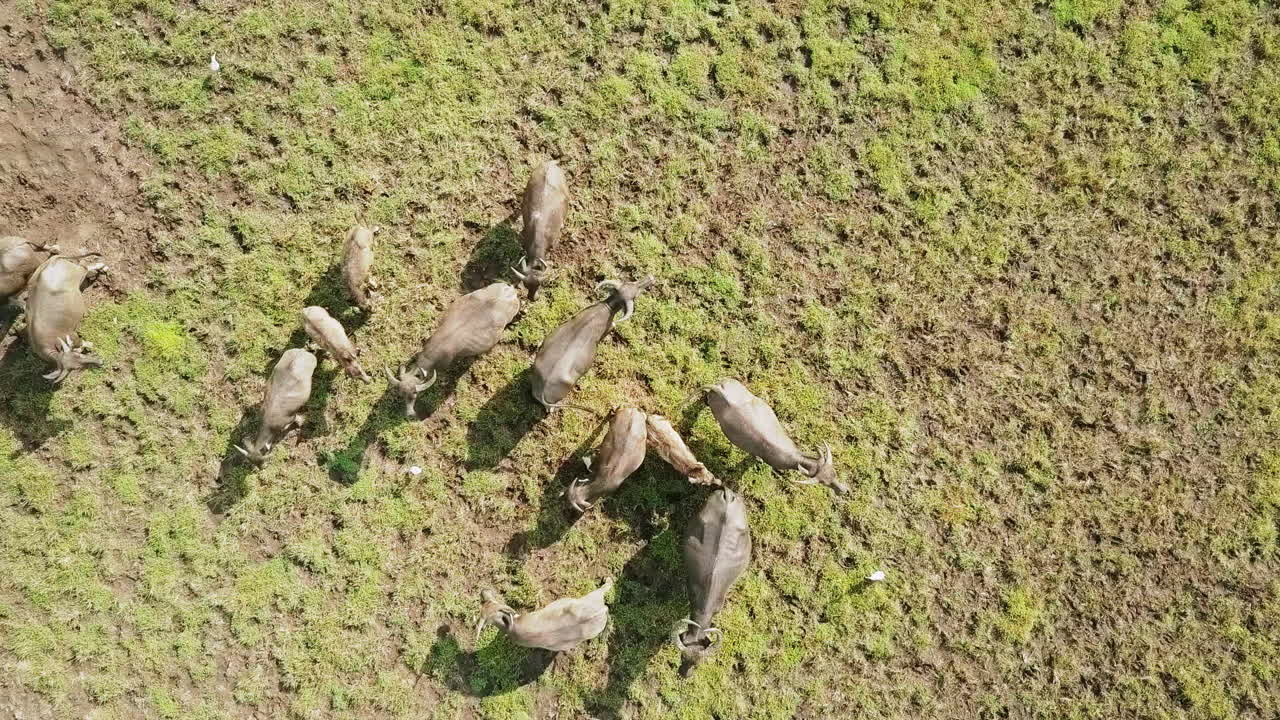 vista de drones de búfalos salvajes juntos en un campo