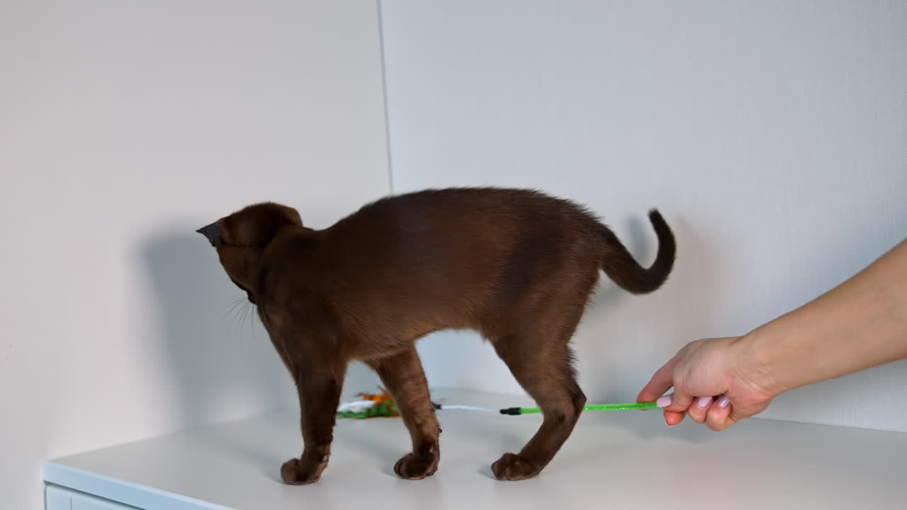 Pequeño gatito de raza birmana juega con una persona irreconocible. La pequeña mascota juega con plumas. Fondo blanco.